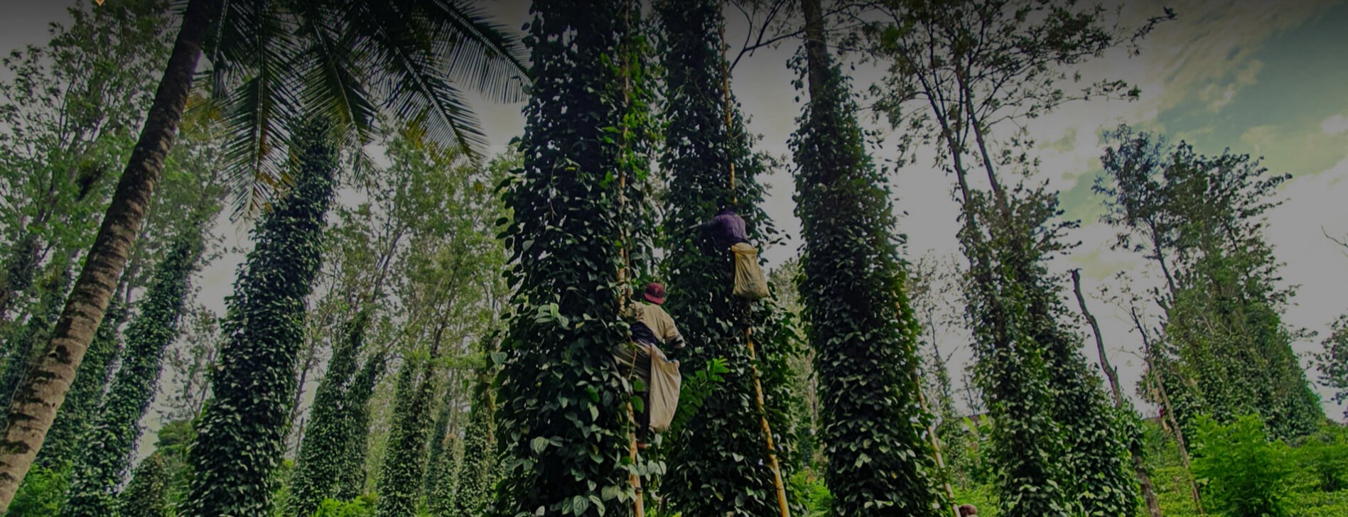 A Dream Born in