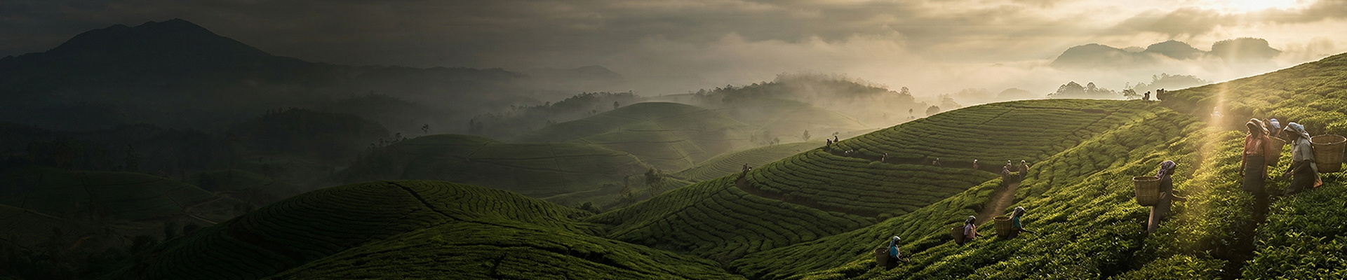Gralgo Bridges Tradition and Sustainability, Gralgo Ceylon heritage imagery